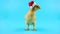 Yellow young rooster clucking, symbol of the coming New Year 2017