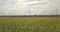 Yellow young sunflowers on a field from a height of flight