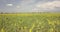 Yellow young sunflowers on a field from a height of flight