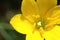Yellow Zephyranthes