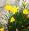 Yellow zephyranthes citrina flower image background
