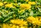 Yellow Zinnia elegans or common zinnia flowers on a field. Spring flower landscape