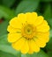 Yellow Zinnia flower
