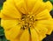 Yellow Zinnia Flower Close-up
