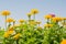 Yellow zinnia flowers in the garden