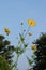 Yellow Zinnia in the garden