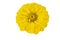Yellow Zinnia Zinnia violacea flower head