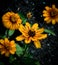 Yellow Zinnias