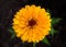 Yellow zinnias flower