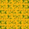 Yellow zinnias flower background