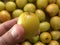 Yellow Ziziphus mauritiana fruit