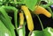 Yellow zucchini growing in a container