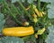 Yellow zucchini on land