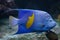 Yellowband angelfish Pomacanthus maculosus