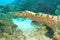 Yellowbanded sweetlips under hard coral on coral reef