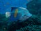 Yellowbar Angelfish