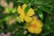 Yellowbell flower partially covered by a couple of leaves, another yellow bell flower blurred