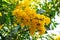 Yellowbells flower