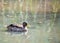 Yellowbilled duck in a river, South Africa.