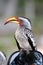 Yellowbilled Hornbill