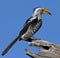 Yellowbilled Hornbill - Botswana