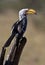 Yellowbilled Hornbill - Botswana