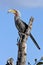 Yellowbilled Hornbill - Botswana