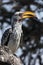 Yellowbilled Hornbill - Botswana