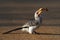 Yellowbilled Hornbill eating frog