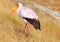 Yellowbilled stork, Nakuru Lake
