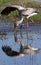 Yellowbilled Stork - Okavango Delta - Botswana