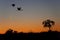 Yellowbilled Storks - Okavango Delta