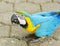 Yellowblue Macaw Ara