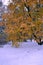 Yellowed autumn tree and first snow