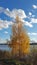 Yellowed birch on the bank of the river