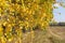 Yellowed birch leaf on a branch close-up. Autumn idyllic landscape