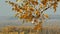 Yellowed birch leaves falling blown away