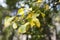 Yellowed birch leaves on a natural background