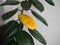 A yellowed ficus leaf in front of a green leaf. Illustration of vitamin deficiency, lack of minerals, nutrients