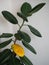 A yellowed ficus leaf in front of a green leaf. Illustration of vitamin deficiency, lack of minerals, nutrients