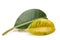 A yellowed ficus leaf in front of a green leaf. Illustration of vitamin deficiency, lack of minerals, nutrients. Two ficus leaves