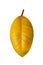 Yellowed ficus leaf. lack of vitamins and minerals for home plants