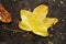 Yellowed leaf in a puddle formed on the asphalt after rain. Winter in Israel, Rains, Flood. Israel Winter Weather