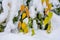 Yellowed leaves on the branches of bushes are covered with snow after a heavy snowfall