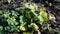 Yellowed leaves of cucumbers from drought