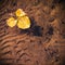 Yellowed leaves floating on the calm surface of the lake with a beautiful wavy bottom visible