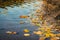 Yellowed leaves floating on the calm surface of the lake with a beautiful wavy bottom visible