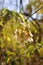 Yellowed leaves on the tree in August