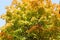 Yellowed maple trees