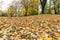 yellowed maple trees in autumn